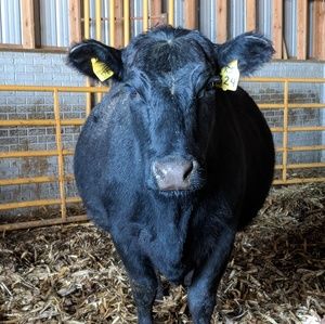 Meet your Posher, Kandi